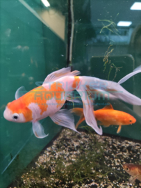 Carassius auratus - Goudvis XL