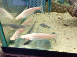 Pangasius sutchi/  Pangasianodon hypophthalmus - zoetwater haai albino