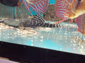 L104 Panaqolus maccus - Clown pleco