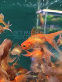 Carassius auratus Pom Pom - sluierstaart mix