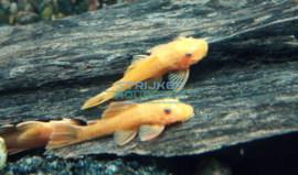 Ancistrus sp. super red - borstelneus algeneter