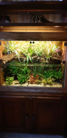 Paludarium op maat