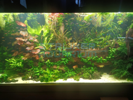 Maatwerkaquariums ingericht als plantenscape