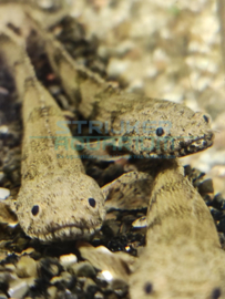 Polypterus endlicheri - Kwastvinsnoek