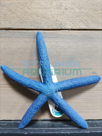 Decoratie zeester blauw 20cm