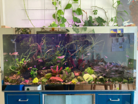 Chrome omlijst aquarium