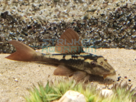 Hypostomus/ Cochliodon basiliko - red bruno pleco
