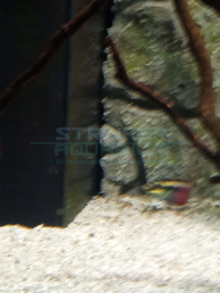 Pelvicachromis pulcher - Kersenbuik cichlide