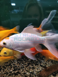 Carassius auratus - Goudvis XL