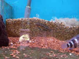 Julidochromis marlieri - tanganyika cichlide