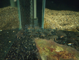 Corydoras sterbai - pantsermeerval