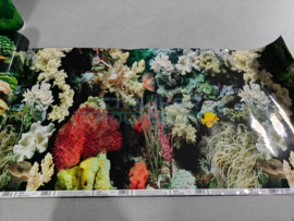 Aquarium poster achterwand koralen 50cm hoog