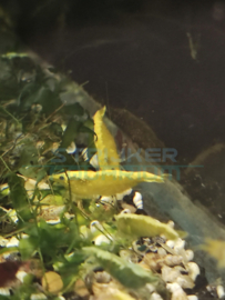 Caridina sp. yellow - gele citroen garnaal