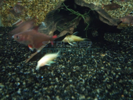 Corydoras paleatus albino - pantsermeerval albino