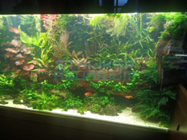 Maatwerkaquariums ingericht als plantenscape