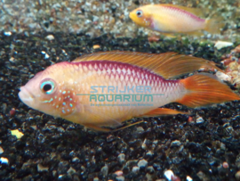 Apistogramma agassizii fire red - Dwergcichlide