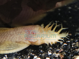 Ancistrus sp. Albino XXXL - Borstelneus algeneter albino