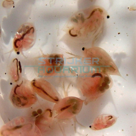 Diepvries daphnia intensief rood