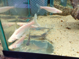 Pangasius sutchi/  Pangasianodon hypophthalmus - zoetwater haai albino