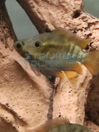 Herotilapia multispinosa - zuid amerikaanse regenboogcichlide