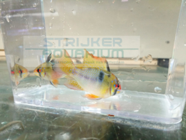 Microgeophagus Apistogramma ramirezie XL - dwergcichlide XL