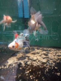 Carassius auratus Jumbo - luxe sluierstaart mix Jumbo