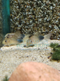 Corydoras similis - gestippelde pantsermeerval