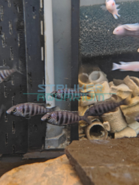 Placidochromis phenophilus - Malawi cichlide