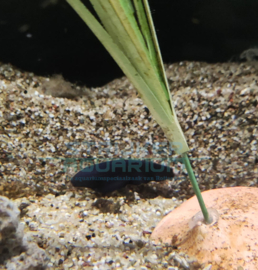 Apteronotus / Sternarchus albifrons - zwarte geest mesvis