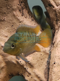 Herotilapia multispinosa - zuid amerikaanse regenboogcichlide