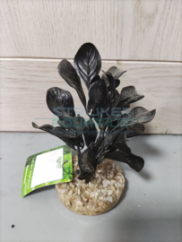 Decoratie kunstplant zwart grof bladerig