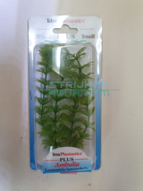 Aquarium plant Ambulia