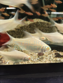 Barbonymus schwanenfeldii albino - Thailand aluminium barbeel albino