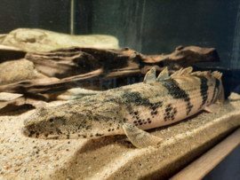 Polypterus endlicheri – Kwastvinsnoek XL