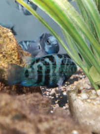 Cichlasoma sp. blue - Papegaaicichlide sp. blauw