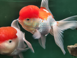 Carassius auratus Jumbo - luxe sluierstaart mix Jumbo