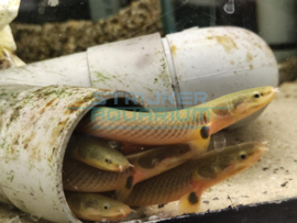 Calamoichthys calabaricus - Wimpelaal