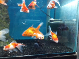 Carassius auratus - leeuwenkop - ryukin - ranchu luxe sluierstaart mix