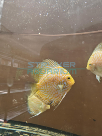 Symphysodon Aequif - Golden discus