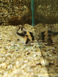 Corydoras adolfoi - pantsermeerval