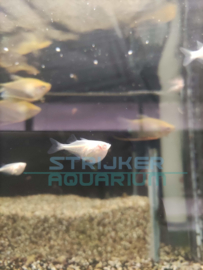 Thoracocharax stellatus albino - Albino zilveren bijlzalm