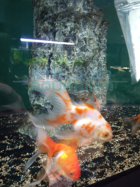 Carassius auratus XL - Sluierstaart mix deluxe XL