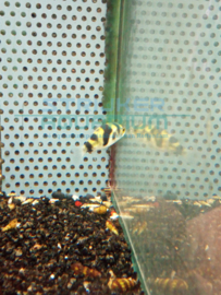 Colomesus asellus - zoetwater kogelvis