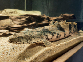 Polypterus endlicheri – Kwastvinsnoek XL