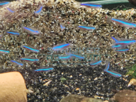 Paracheirodon simulans - blauwe/ valse neon