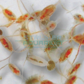 Diepvries copepods