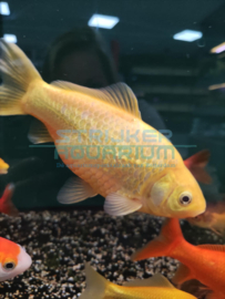 Carassius auratus - Goudvis XL