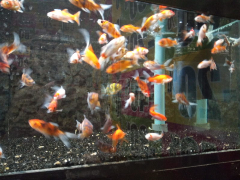 Maak avondeten Gepland Krankzinnigheid Koudwatervissen | Strijker aquarium