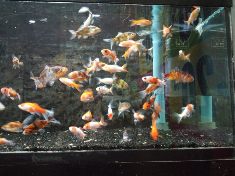 Voortdurende als je kunt Schrijft een rapport Carassius auratus shubunkin - sarassa - geel - goudvis mix | Aquariumvissen  | Strijker aquarium