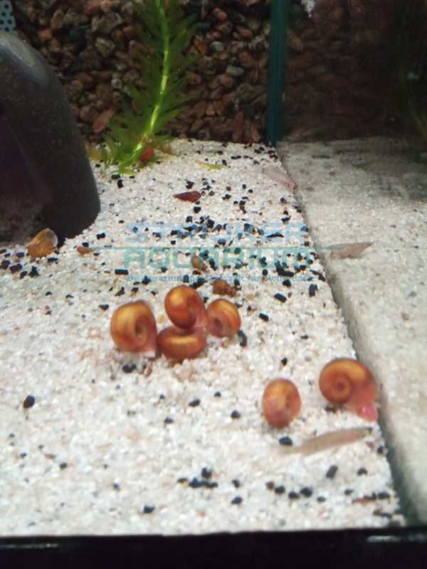 tarwe Knipperen Verzoekschrift Slakken, garnalen, kreeften | Strijker aquarium